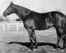 stallion Brown King xx (Thoroughbred, 1932, from Nid Dor xx)