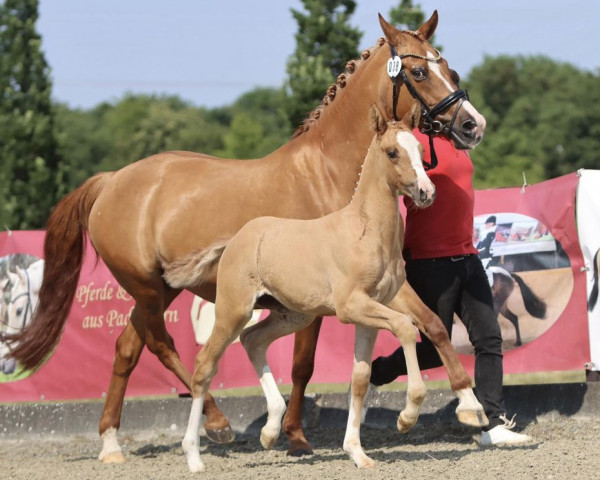 dressage horse Next Divine S (German Riding Pony, 2011, from Neverland WE)