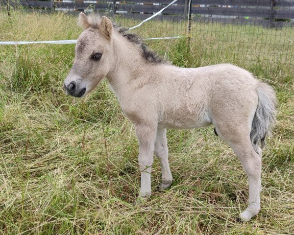 horse Freakys Expresso (Shetland Pony, 2023, from Diamonds Enzo)