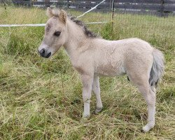 Pferd Freakys Expresso (Shetland Pony, 2023, von Diamonds Enzo)