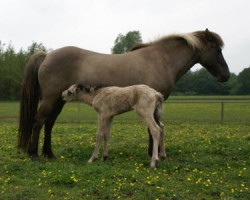 broodmare Glíma frá Hofi (Iceland Horse,  , from Glaður frá Hólabaki)