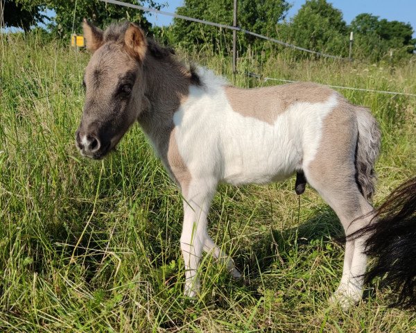 Fohlen von Freakys Excudo (Dt.Part-bred Shetland Pony, 2023, von Diamonds Enzo)
