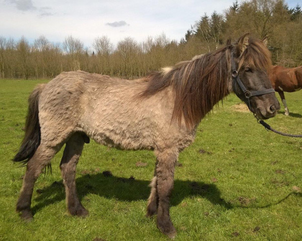 horse Gánti frá Markarhofi (Iceland Horse, 2013, from Arfur frá Hofi)