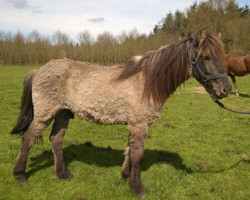 Pferd Gánti frá Markarhofi (Islandpferd, 2013, von Arfur frá Hofi)