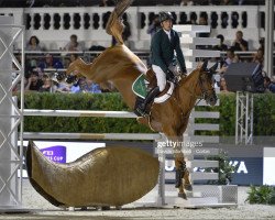 stallion Golden Hawk (Belgian Warmblood, 2005, from Vigo d'Arsouilles)