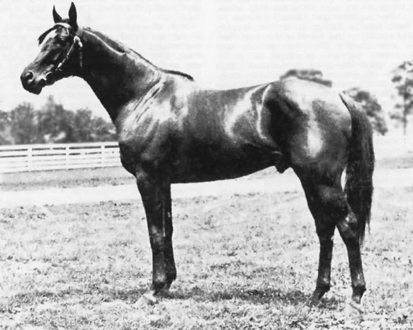 stallion Crusader xx (Thoroughbred, 1923, from Man o' War xx)