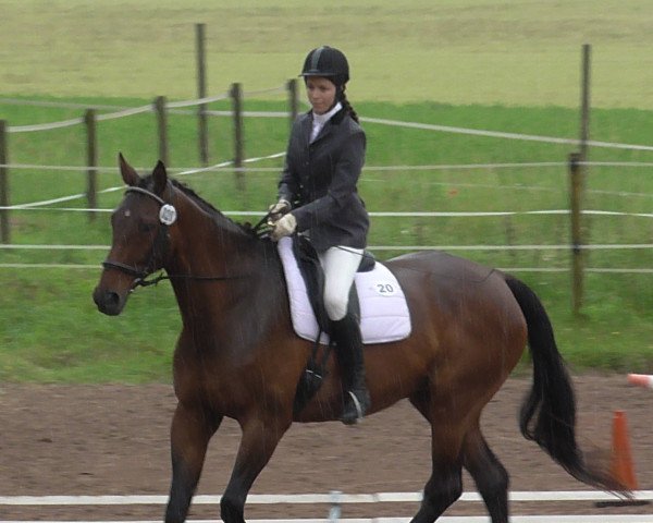 broodmare Feldmaedchen (Hanoverian, 1995, from Fabriano)