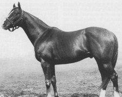 stallion Star Shoot xx (Thoroughbred, 1898, from Isinglass xx)