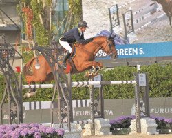 stallion Golden Hawk (Belgian Warmblood, 2005, from Vigo d'Arsouilles)