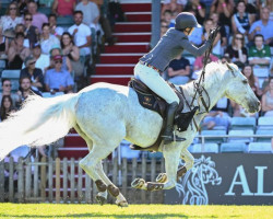 Springpferd Silver Lift (Irish Sport Horse, 2005, von Easy Lift xx)