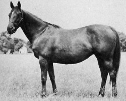 broodmare Speed Boat xx (Thoroughbred, 1930, from Man o' War xx)