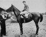 broodmare Regal Lily xx (Thoroughbred, 1934, from Man o' War xx)