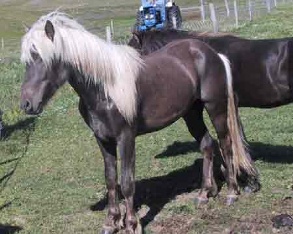 stallion Arfur frá Hofi (Iceland Horse, 2003, from Eiður frá Oddhóli)