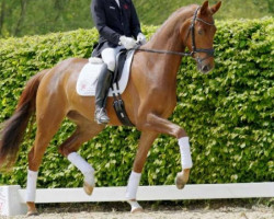 dressage horse Joker 629 (KWPN (Royal Dutch Sporthorse), 2019, from Johnny Cash)