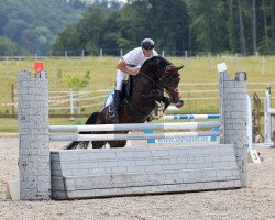 jumper Christstern (Deutsches Sportpferd, 2016, from Christ)