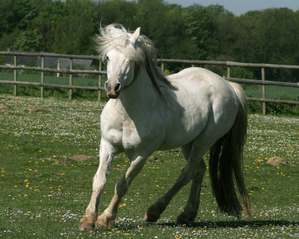 horse Little Rascal (Connemara Pony, 1989, from Seafield Silver Rogue)