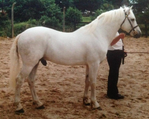 Deckhengst Seafield Silver Rogue (Connemara-Pony, 1983, von Silver Rocket)