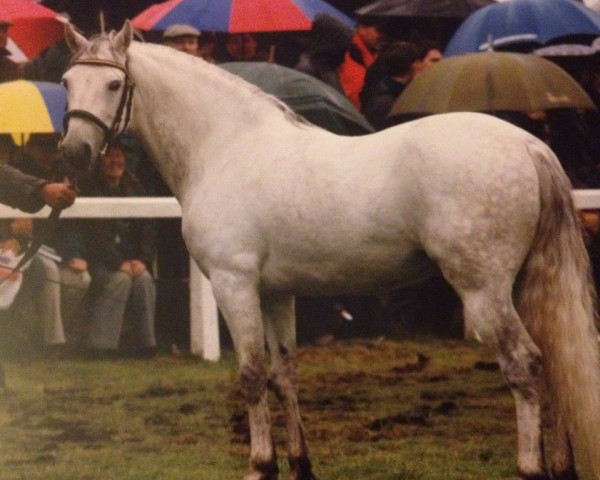 Deckhengst Clough Joey (Connemara-Pony, 1991, von Seafield Silver Rogue)