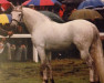 stallion Clough Joey (Connemara Pony, 1991, from Seafield Silver Rogue)