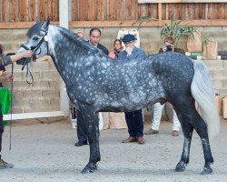 stallion Bleu de Klover Hill (Connemara Pony, 2007, from Little Rascal)