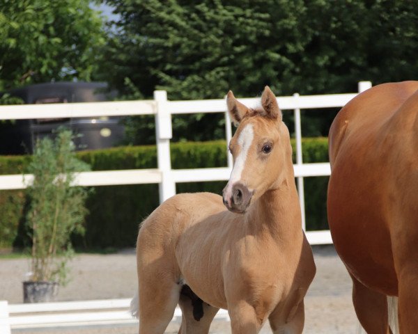 dressage horse Dallmayr D'Oro YS (German Riding Pony, 2023, from Dallmayr K)