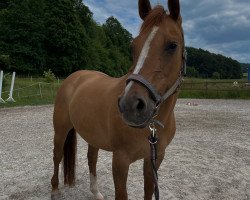 Springpferd Tara 360 (Quarter Horse, 2003)