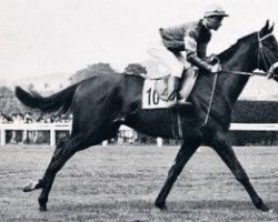 stallion Tiffauges xx (Thoroughbred, 1958, from Fine Top xx)