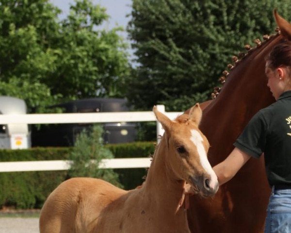 dressage horse Coeur de Luxe YS (German Riding Pony, 2023, from FS Champion de Luxe)