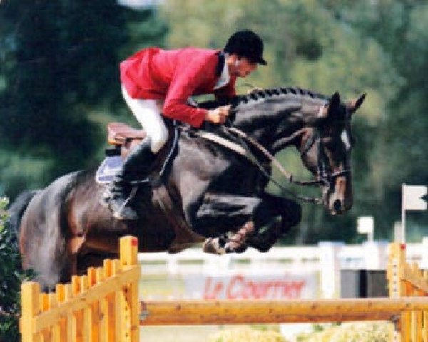 stallion Absalon (Selle Français, 1988, from Le Condeen)