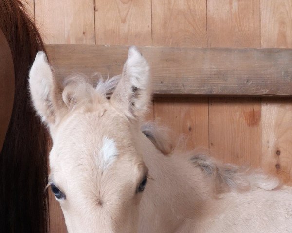 dressage horse Gratia Ginea YS (German Riding Pony, 2023, from Gold Garant)