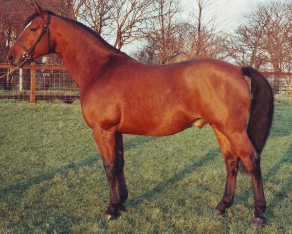 stallion Louella Inschello (Hanoverian, 1987, from Louella Inschallah II)