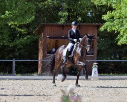 dressage horse For Westfalia (Westphalian, 2017, from For Dance)