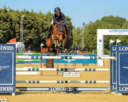 jumper Qh Babalou Santo Antonio (Selle Français, 2014, from Balou du Rouet)