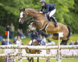 jumper Grand Blanc de Villa D'Arto (KWPN (Royal Dutch Sporthorse), 2011, from Tangelo van de Zuuthoeve)