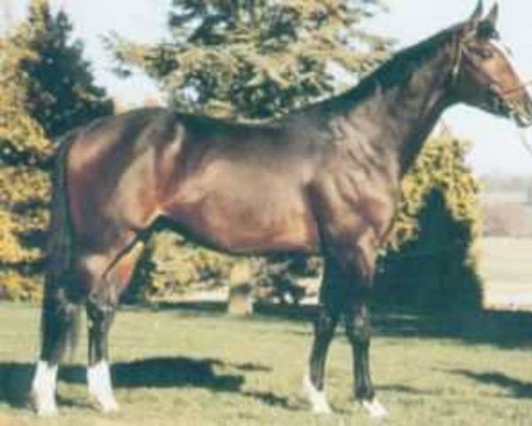 stallion Tristan de Quelen (Selle Français, 1985, from Lama des Landes)