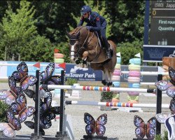 jumper Jappeloup (KWPN (Royal Dutch Sporthorse), 2014, from Calvaro Z)