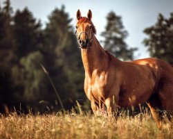 dressage horse Goldflam (Hanoverian, 1997, from Golfclub)