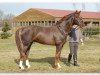 stallion Brentano II (Hanoverian, 1983, from Bolero)
