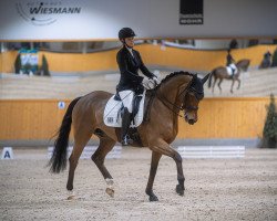 dressage horse Rotzlöffel F (Westphalian, 2013, from Rock Forever NRW)