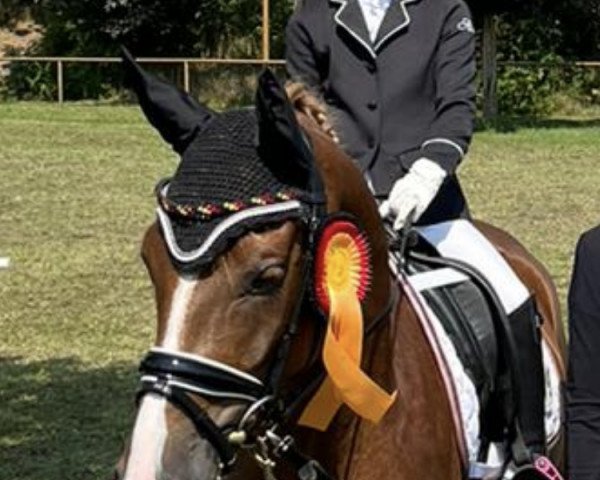 dressage horse Nautilus 59 (German Riding Pony, 2018, from Fs Numero Uno)