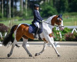 Dressurpferd Blue Eyed Jack (Irish Sport Horse, 2007)