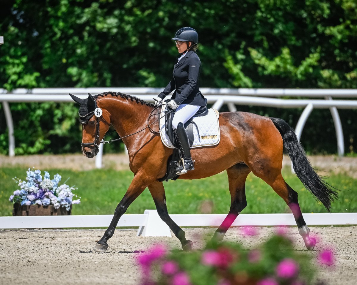 dressage horse Roccalumera (Württemberger, 2013, from Roxett)