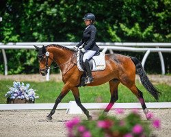 dressage horse Roccalumera (Württemberger, 2013, from Roxett)