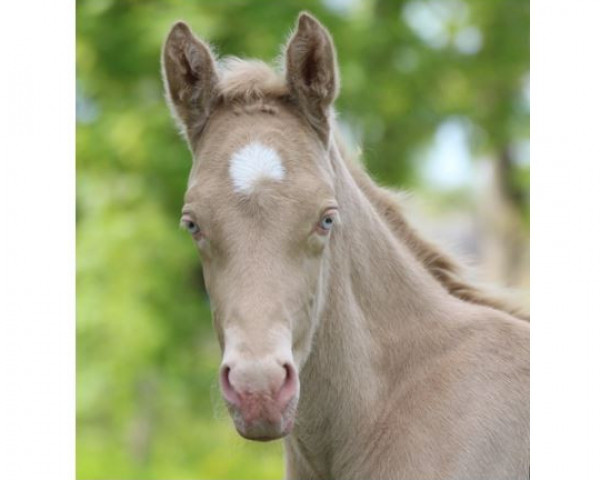 dressage horse Grenzenlos L (German Riding Pony, 2023, from Gold Garant)