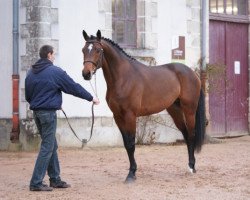 Deckhengst Ramses du Veillon (Selle Français, 2005, von Dollar de la Pierre)