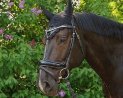 Springpferd Lekanto (Lettisches Warmblut, 2011, von Lagerfeld)