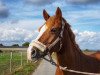 dressage horse Coverstar (German Riding Pony, 2010, from Calvin Klein 23)