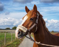 Dressurpferd Coverstar (Deutsches Reitpony, 2010, von Calvin Klein 23)