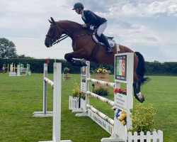 jumper Csf Whipper Snapper VDL (Irish Sport Horse, 2016, from Zirocco Blue)