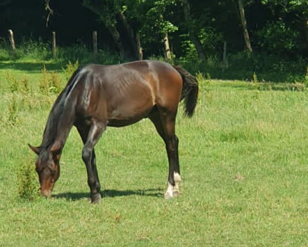 dressage horse Emilio (German Warmblood, 2022, from Elantic)